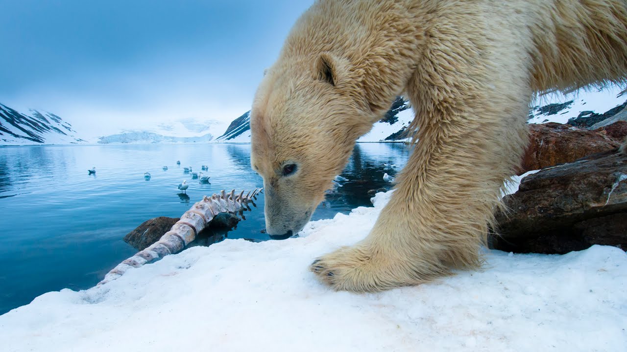 National Geographic Live | Florian Schulz | Into the Arctic Kingdom