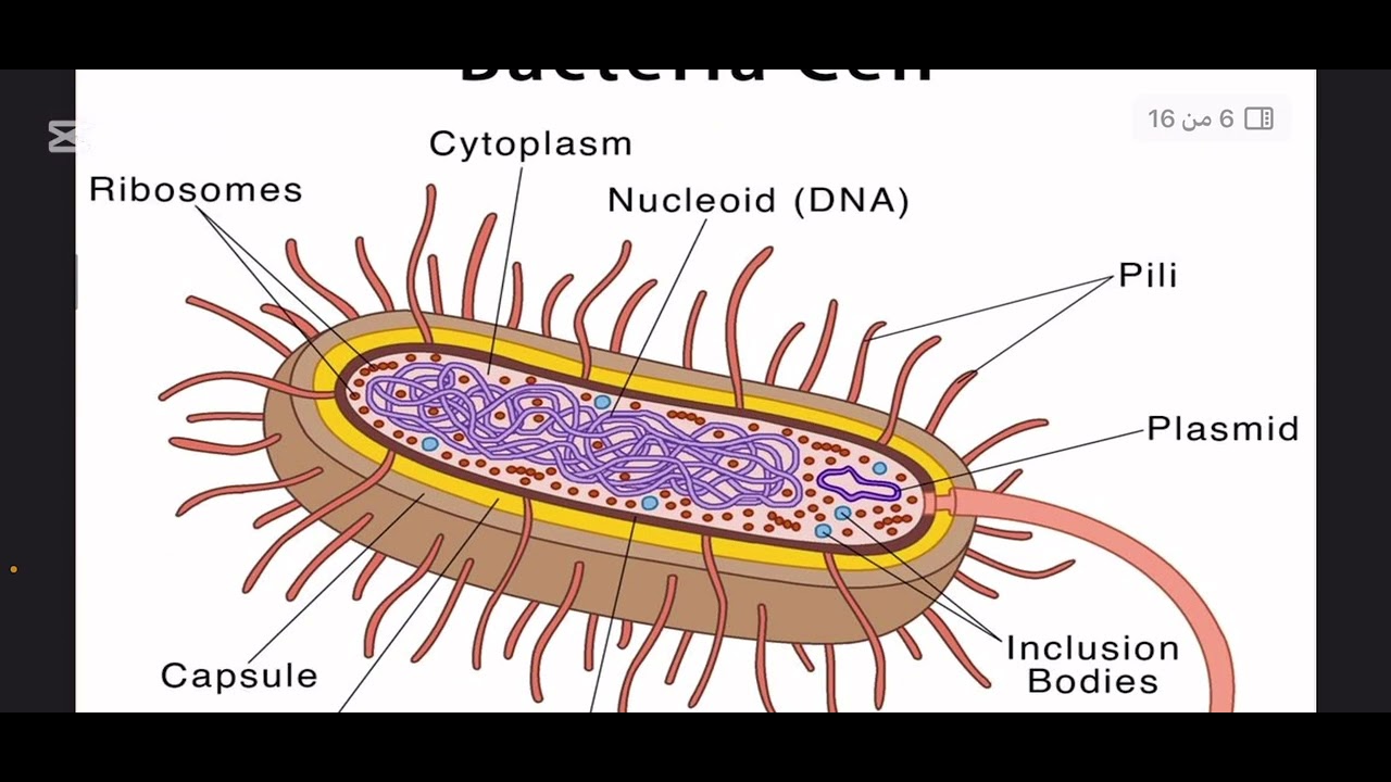 Introduction to Medical Microbiology with Dr Khafajy