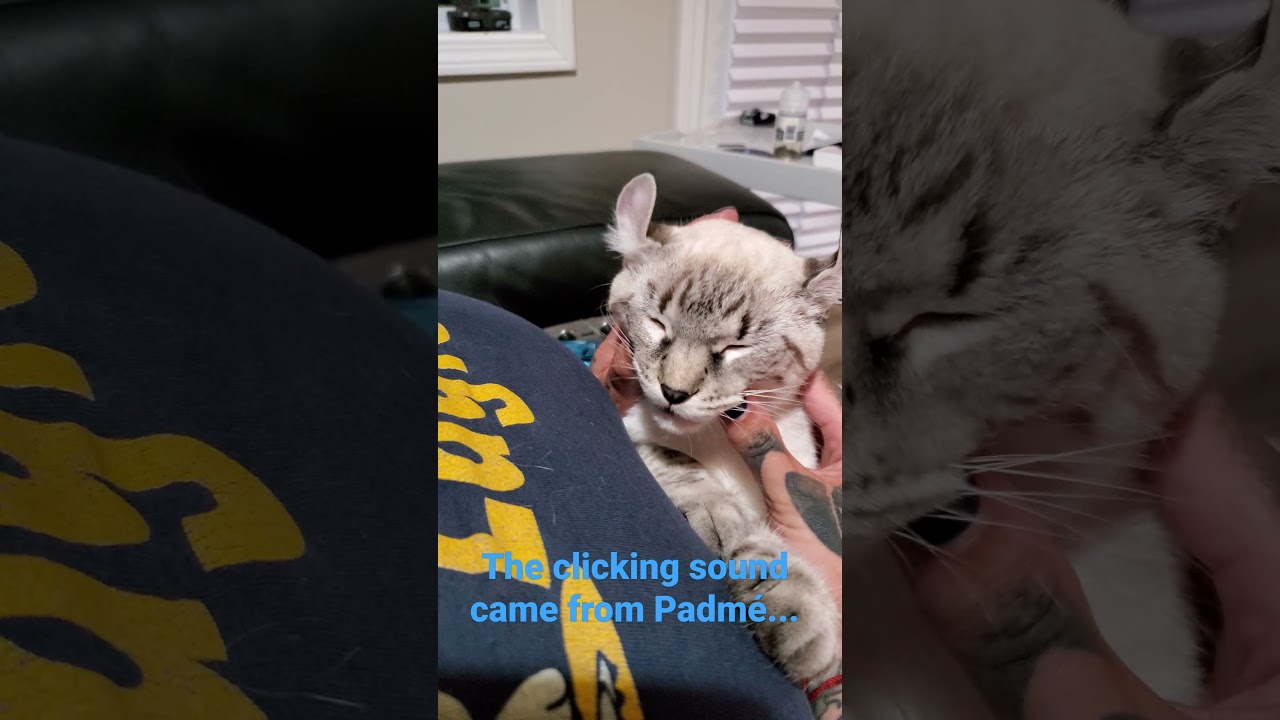 Padm&eacute; the Highland Lynx kitten really loves having her cheeks rubbed!