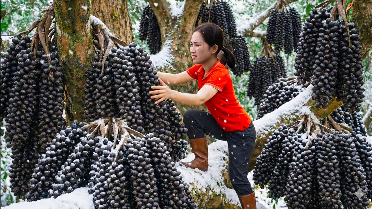 Harvesting RARE palm fruit growing on a precarious cliff to sell | where the temperature is -71°C