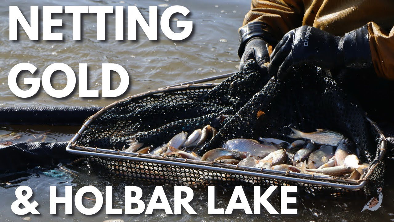 NETTING GOLD & HOLBAR LAKE | PARTRIDGE LAKES FISHERY & AJS FISHERIES 🎣