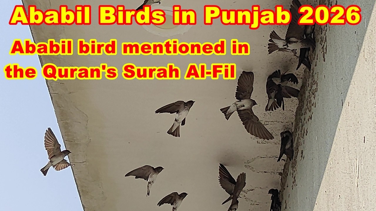 Ababil Bird in Punjab Now 2026. //  Ababil Making Mud Nest. // Ababeel Birds.  #shamshermannbti