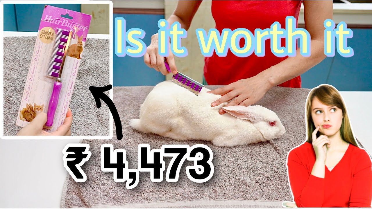STOP Using the Wrong Comb for Your Rabbit's Hair!
