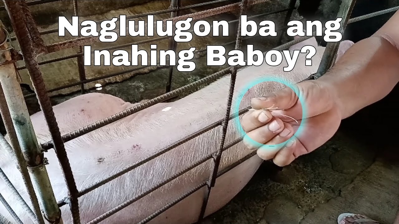 Paglulugon o Paglalagas ng Balahibo ng Inahing Baboy | Cris Melliza