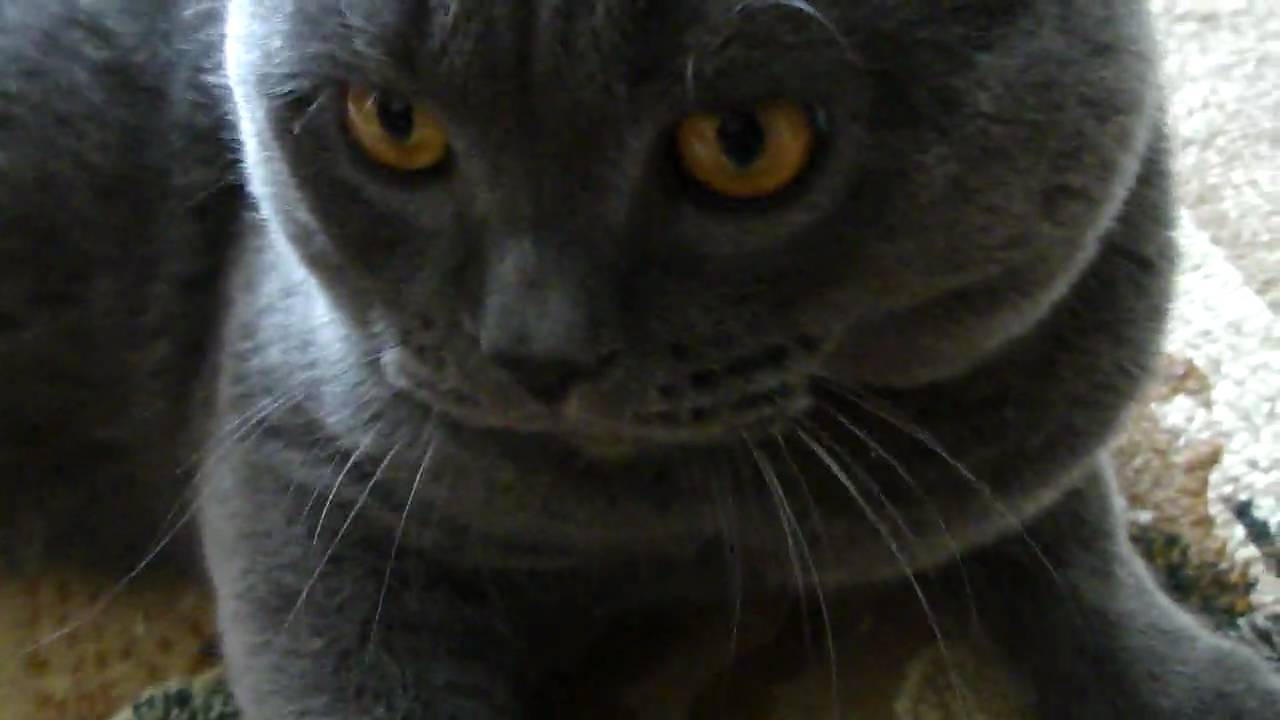 BoNzo - Relaxing Cat (Одинокий Британец приглашает невест)