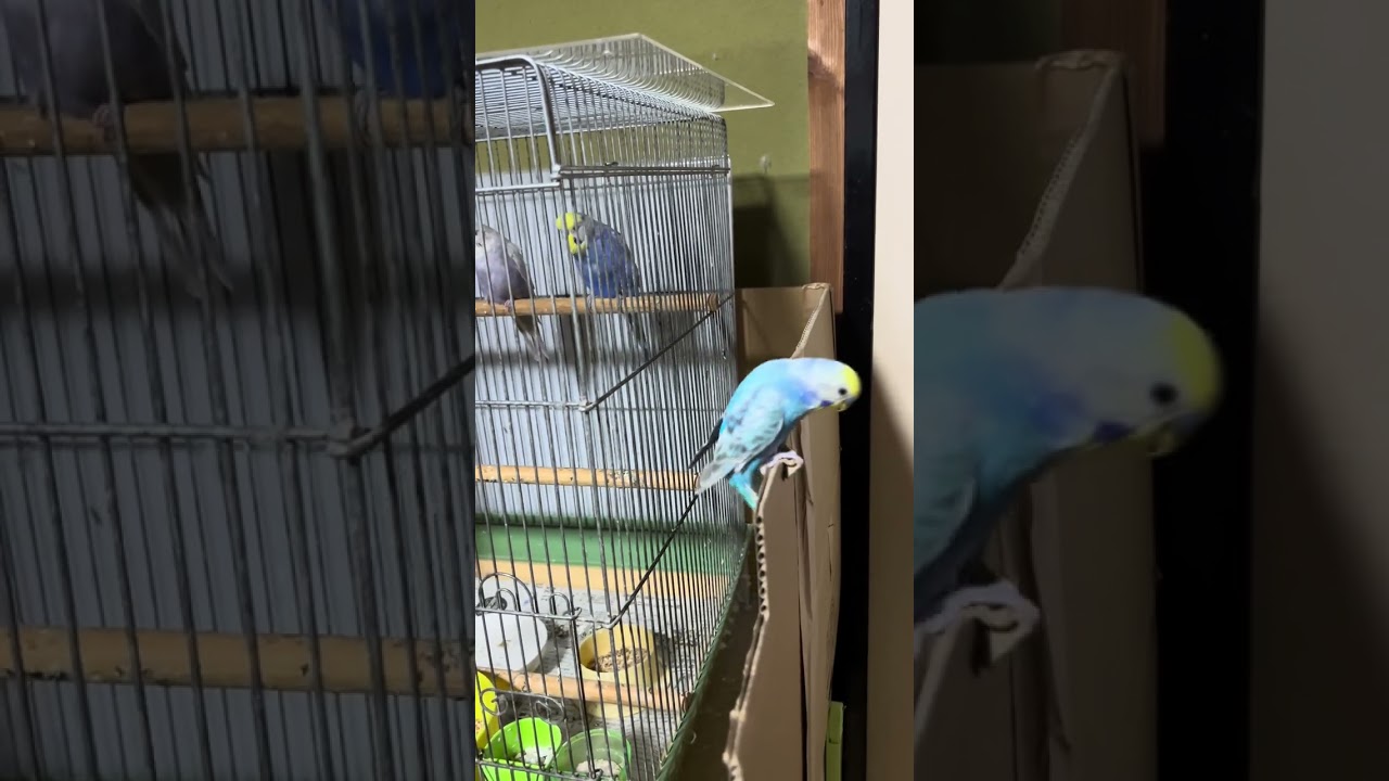 セキセイインコのオロチとシーちゃんの友情とシーちゃんの彼女への配慮