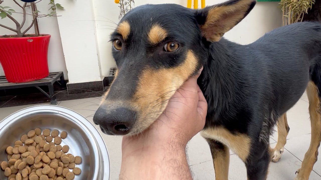 A Small Act of Kindness ❤️ Feeding a Street Dog Every Morning 🐕  #dog #streetdog #friendlydog