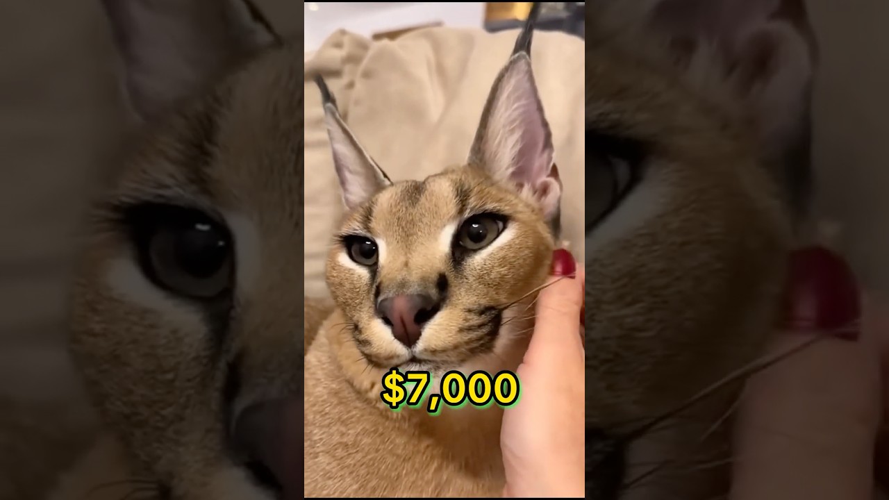 5 Exotic Cats You Can Actually Own  #cat #cats #animals #animalshorts