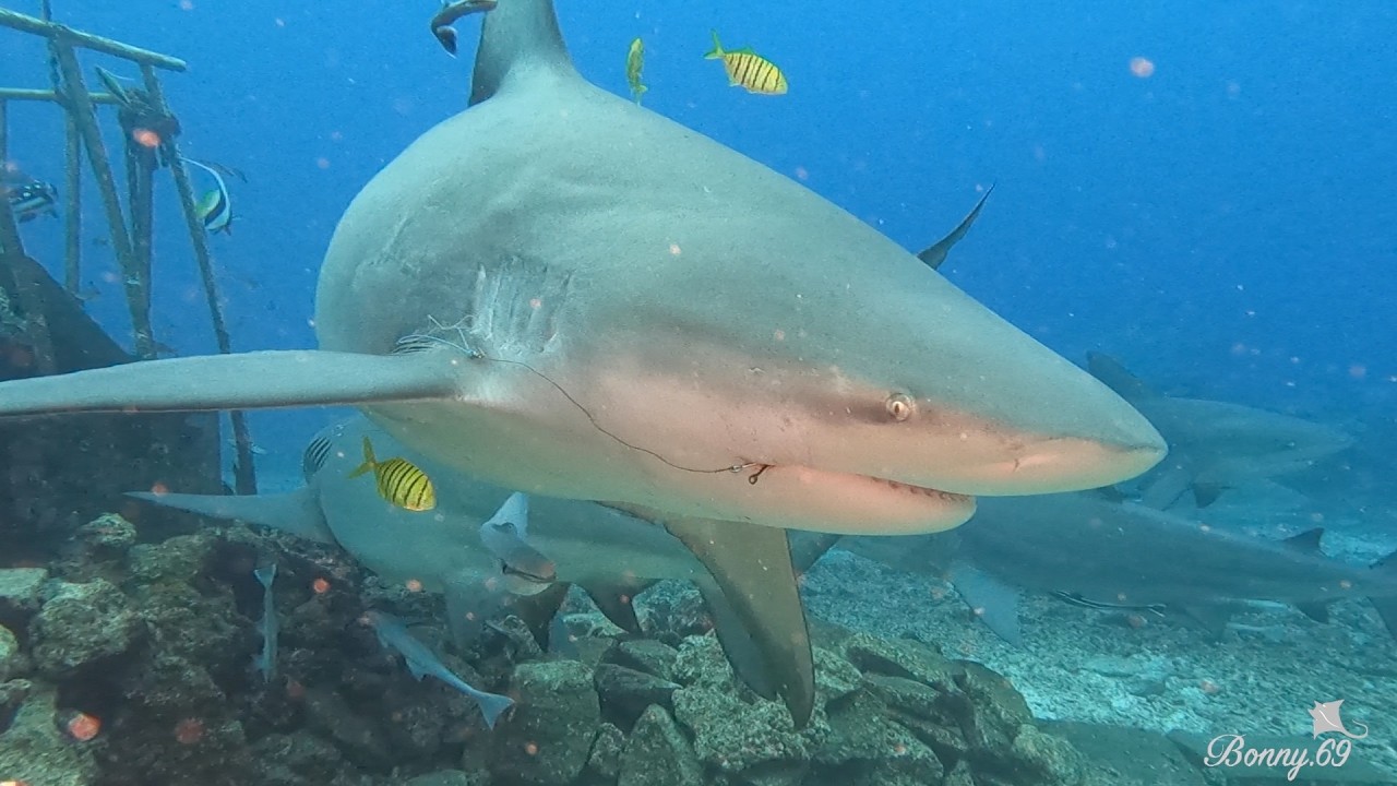Fiji - Face to Face with Bull Sharks - July 2025 - Into The Blue Dream 🦈