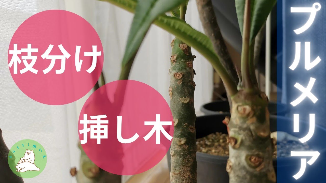 プルメリアの枝分け挿し木。素人でも簡単に増やせます！ルートン(発根促進剤)で発根！(第2弾)