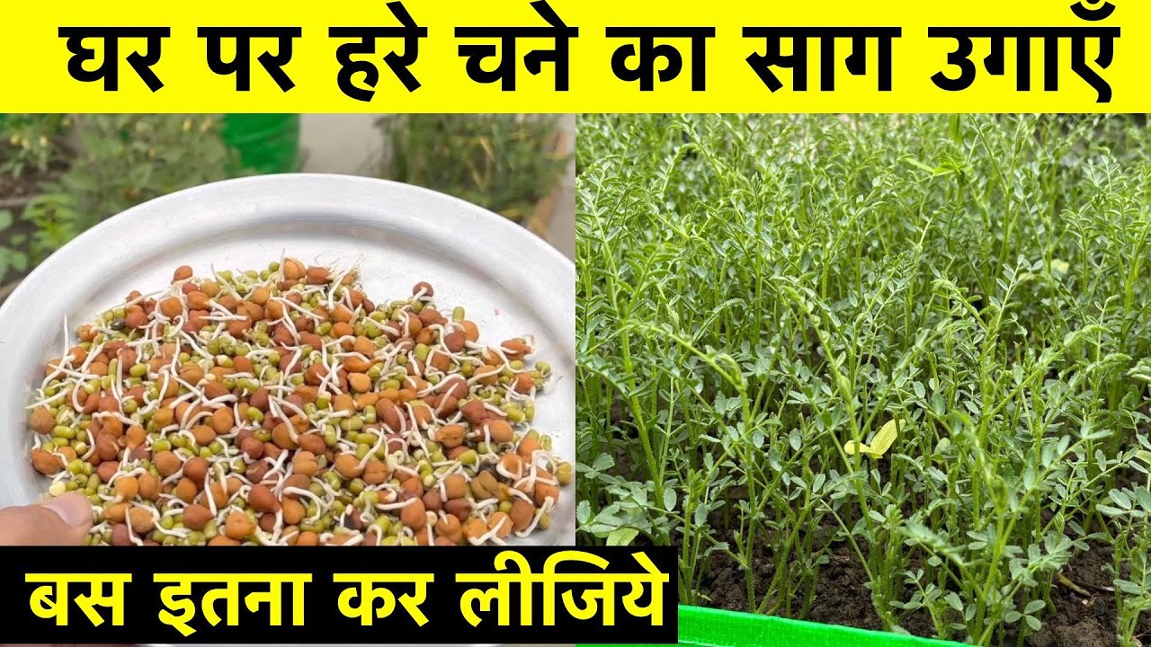 How to Grow Chana Saag at Home | Chana Saag Growing | घर पर हरे चने का साग उगाएँ