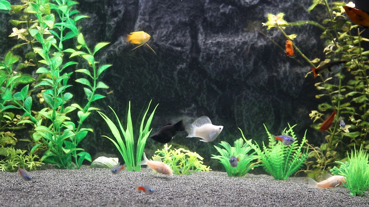 🧘‍♂️ Meditation Aquarium 4K | Ultra HD Relaxing Underwater Experience 🌊🐠