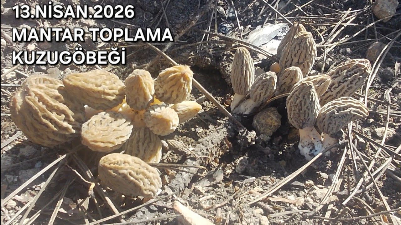KUZUG&Ouml;BEĞİ MANTARI'NA DEVAM EDIYORUZ.=BOLU