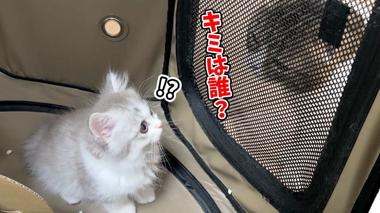【子猫が家にやってきて2日目】ケージ越し先住猫と会わせてみたらこうなった…汗