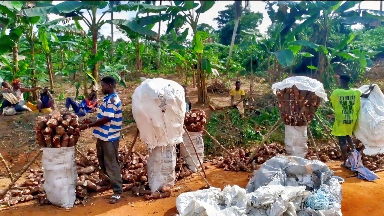 EP9: 😍This Cassava Packaging Process In Ghana 🇬🇭 Is A Thing of Beauty! 