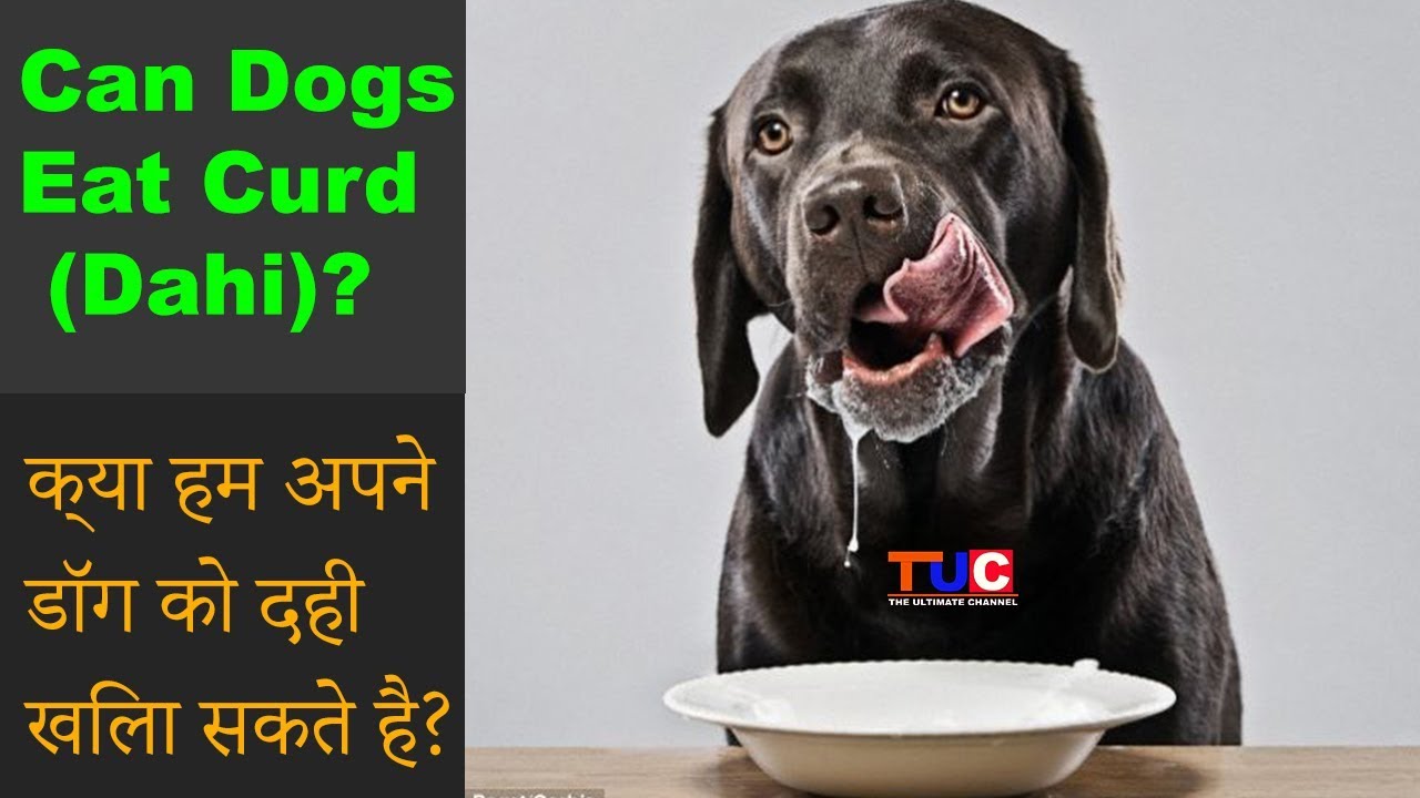 Can Dogs Eat Curd( Dahi)? Is Curd Good for Dogs? : Dog Tips : TUC
