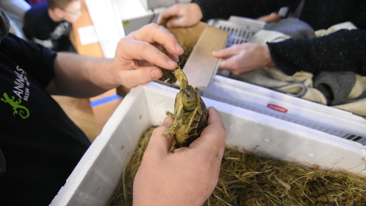 BNT 168 Żółwik podczas wystawy terrarystycznej (Świętochłowice 2017)