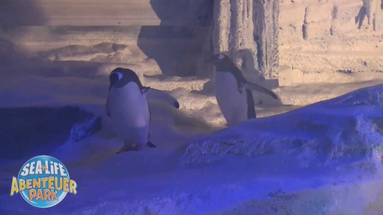 Pinguin-Ankunft im neuen SEA LIFE Abenteuer Park in Oberhausen