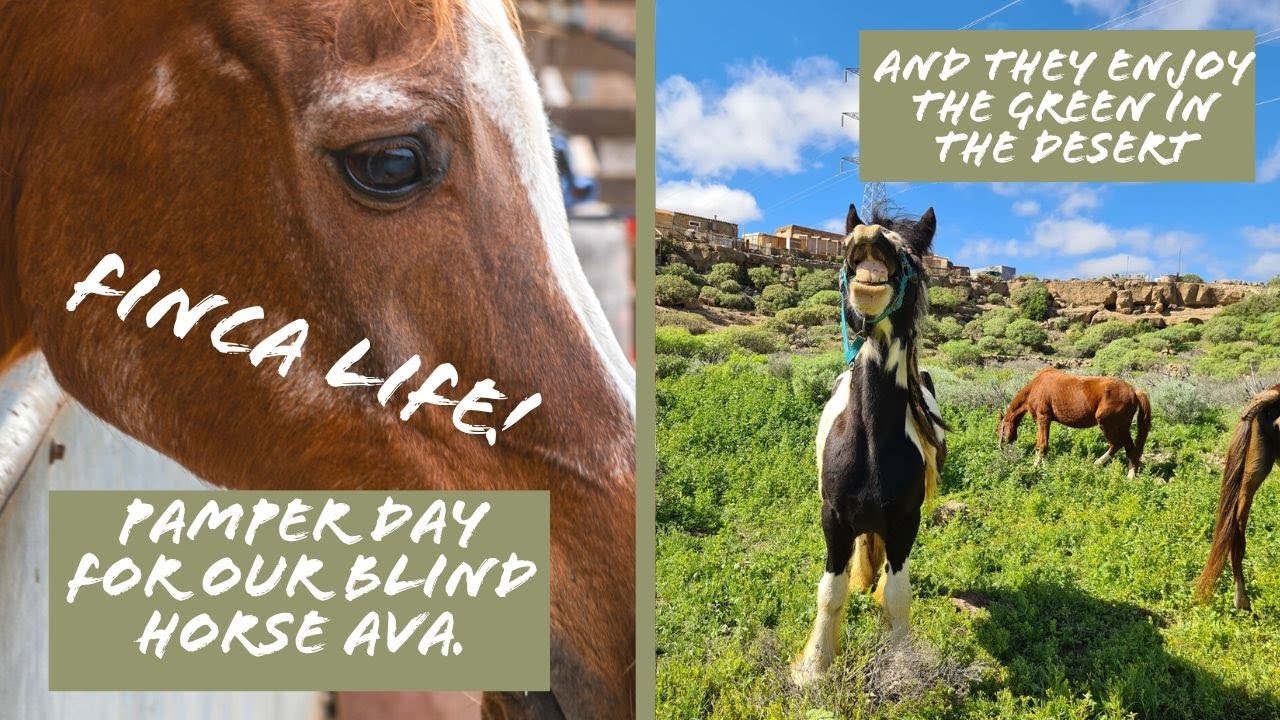 HAVING FUN WITH SHEEPY, SHORT TERM VOLUNTEERING & HORSE FUN TIME | Tenerife Horse Rescue