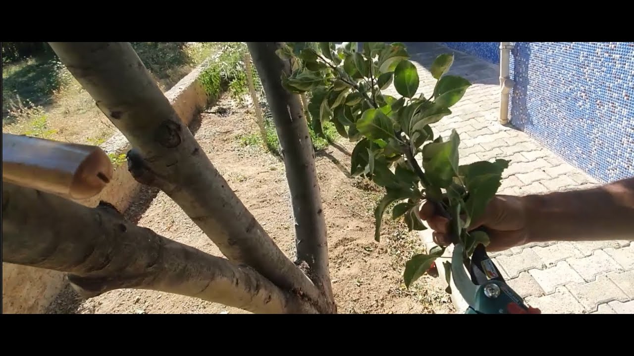 Elma ağacına yapraklı aşı nasıl yapılır? %90 tutma garantili (adım adım)