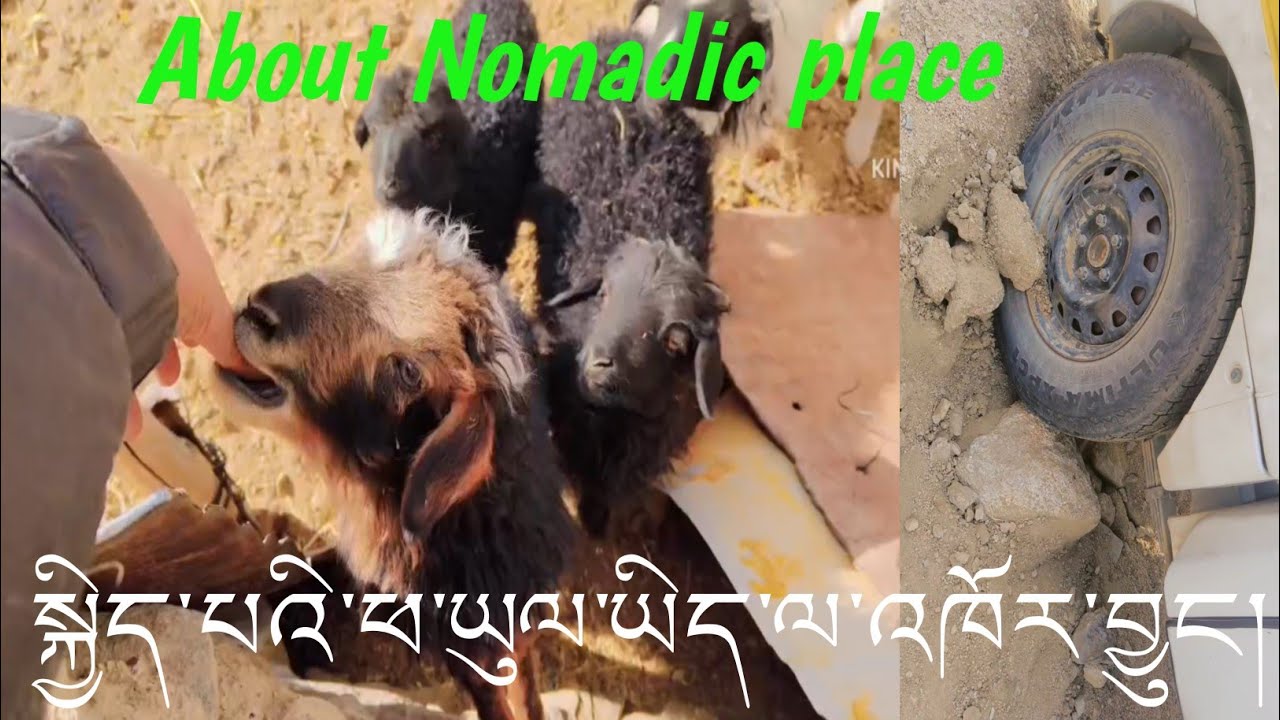 About Nomadic  place//views//discrip @palyang78 family #tibetan vlogger 