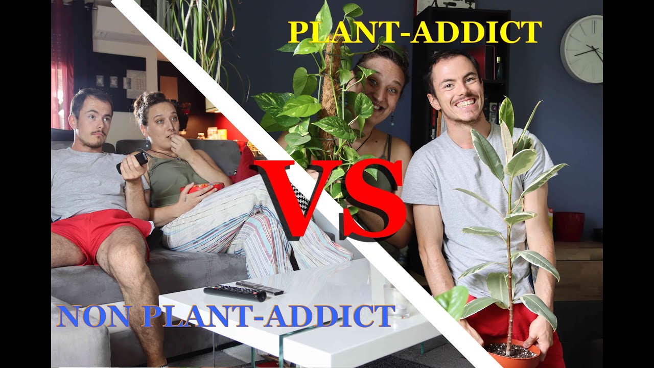 PLANT-ADDICT VS NON PLAN-ADDICT (Avec humour)
