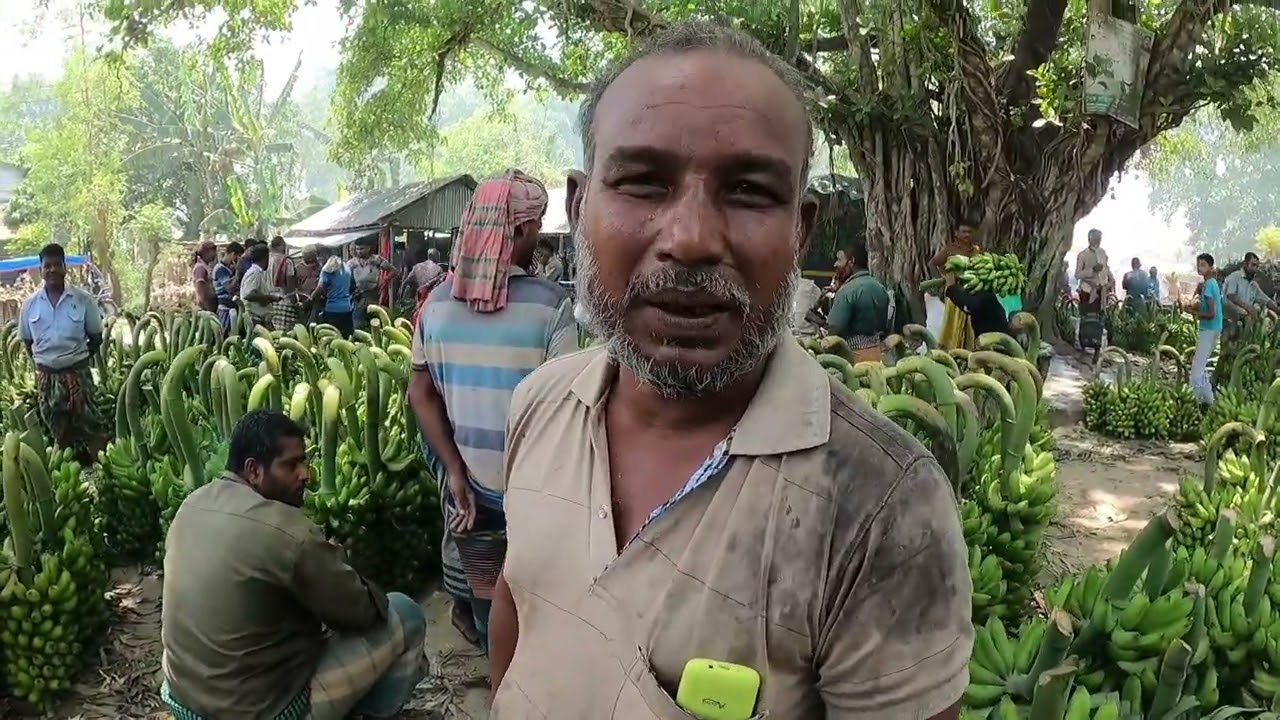 চুয়াডাঙ্গা আনসার বারিয়া বিশাল বড় কলার হাট