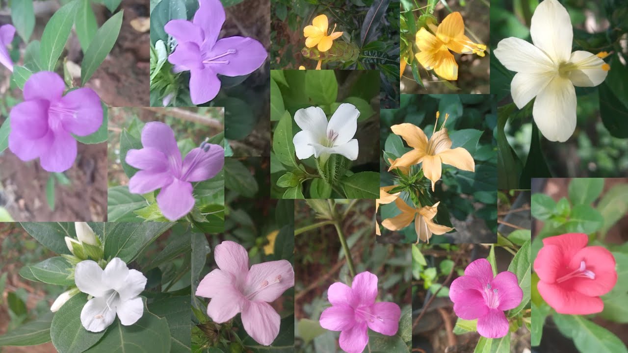 15 Varieties of December flower plants Available 🪴