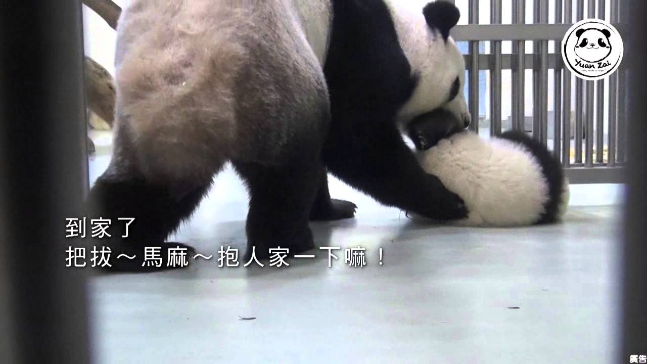圓仔超萌成長日記第二集
