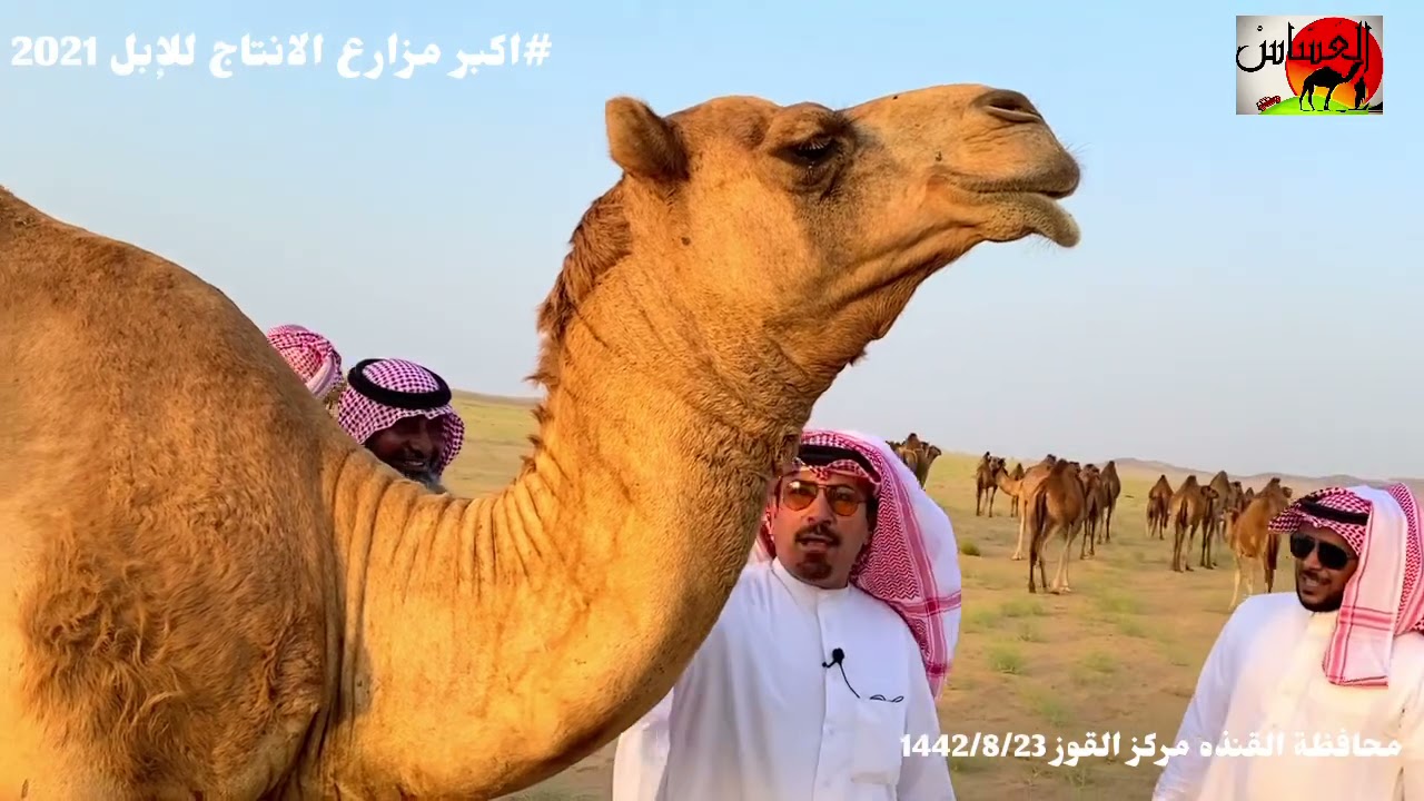 الحلقة الثانيه مع مالك الإبل/ علي بن يحى بن عويج الناشري في اكبر مزارع الانتاج للإبل 1442/8/23