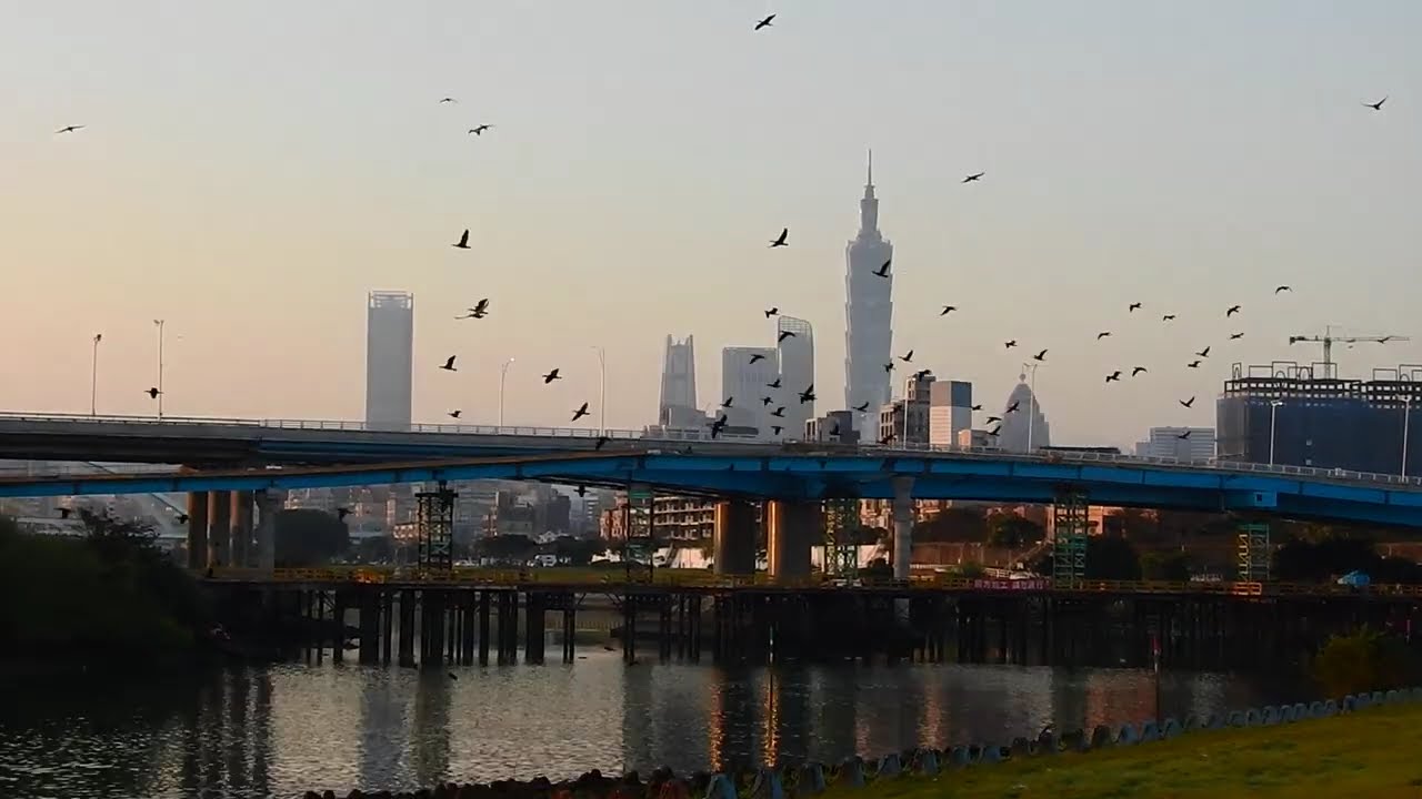 2026.2.15 晴天  基隆河鸕鶿