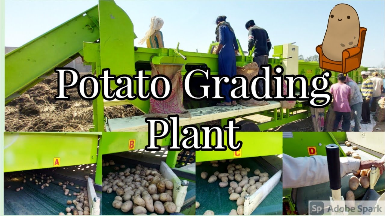 Potato Grading Machine | Automatic Potato Grader