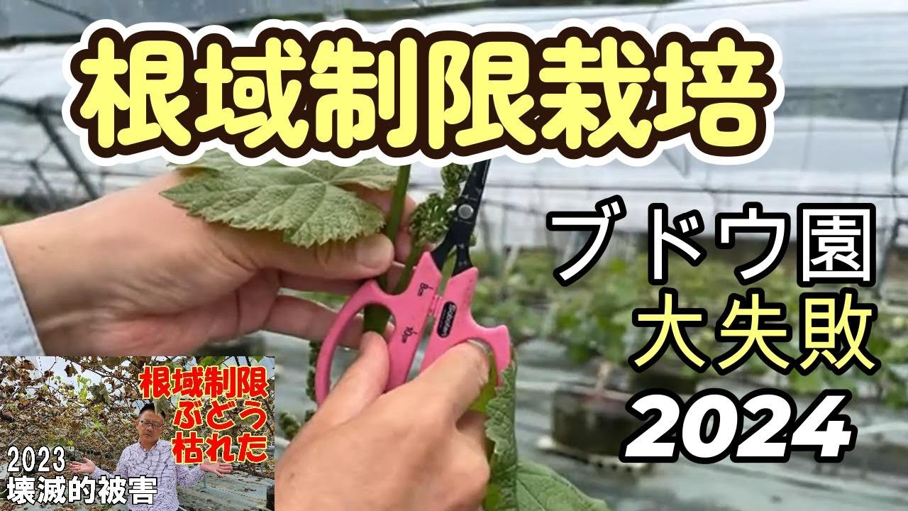 葡萄の育て方【枯れた樹もフォロー次第2024】ブドウ樹を上手に育て、収穫も行うノウハウを分かり易く解説。シャインマスカット・ナガノパープル、クイーンンイーナ他。人生100年時代を葡萄農家で頑張る