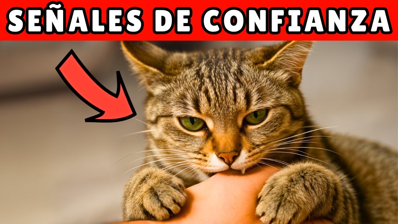 10 SEÑALES de que tu gato se siente SEGURO contigo