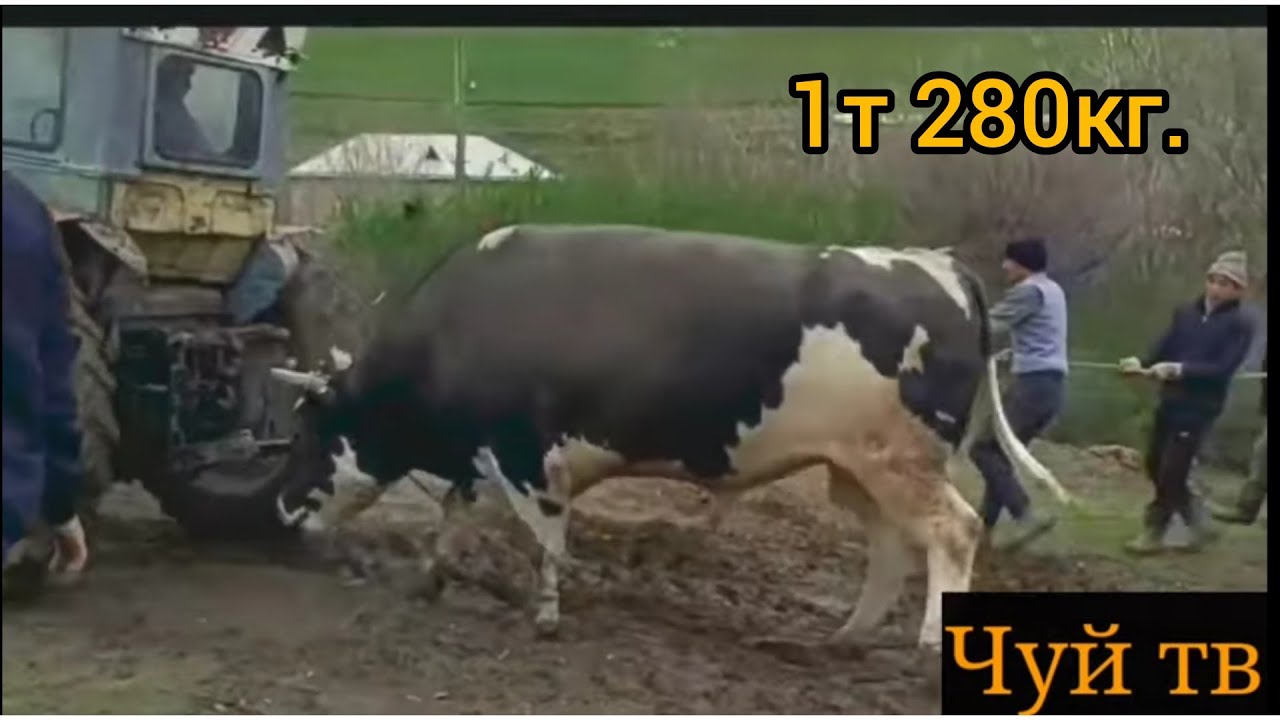1 400 кг Галштин пародасындагы гигант бука