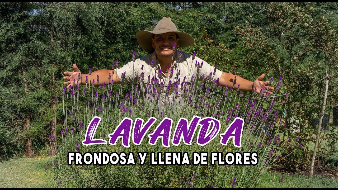 💜 LAVANDA RIEGO PODA CLIMA CUIDADO y MUCHO MÁS 😍