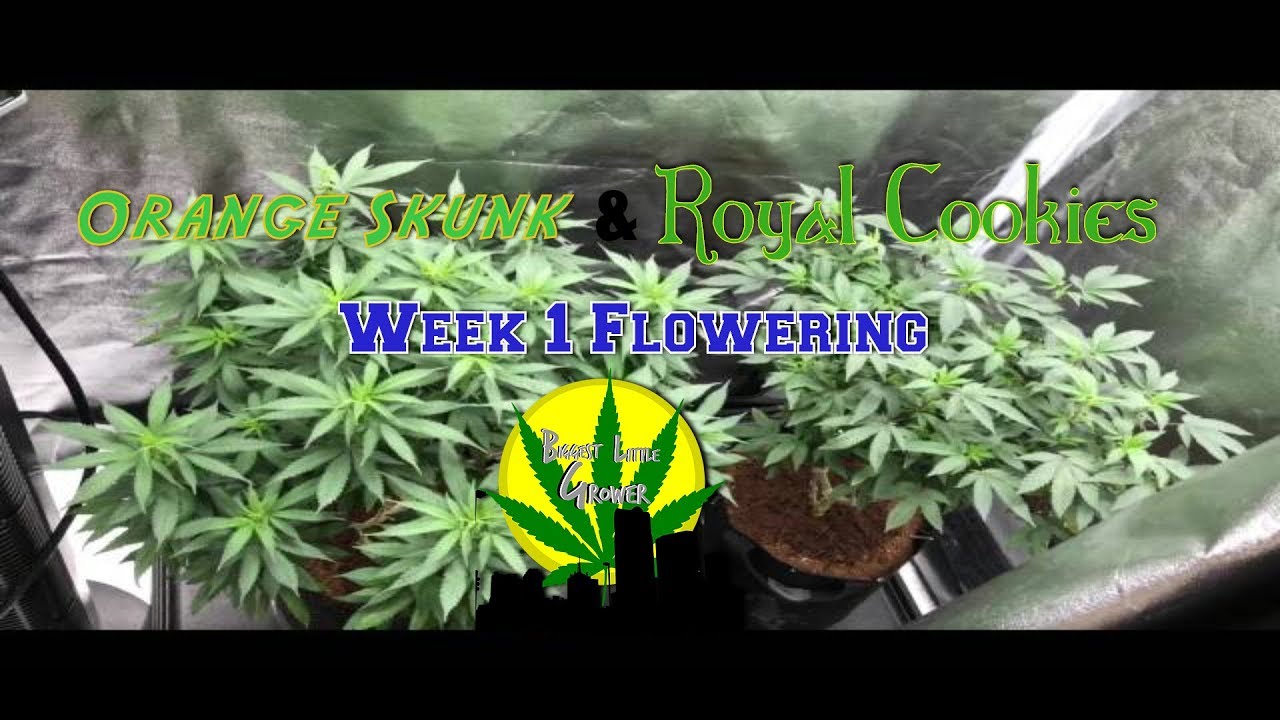 Orange Skunk and Royal Cookies Week 1 Flowering