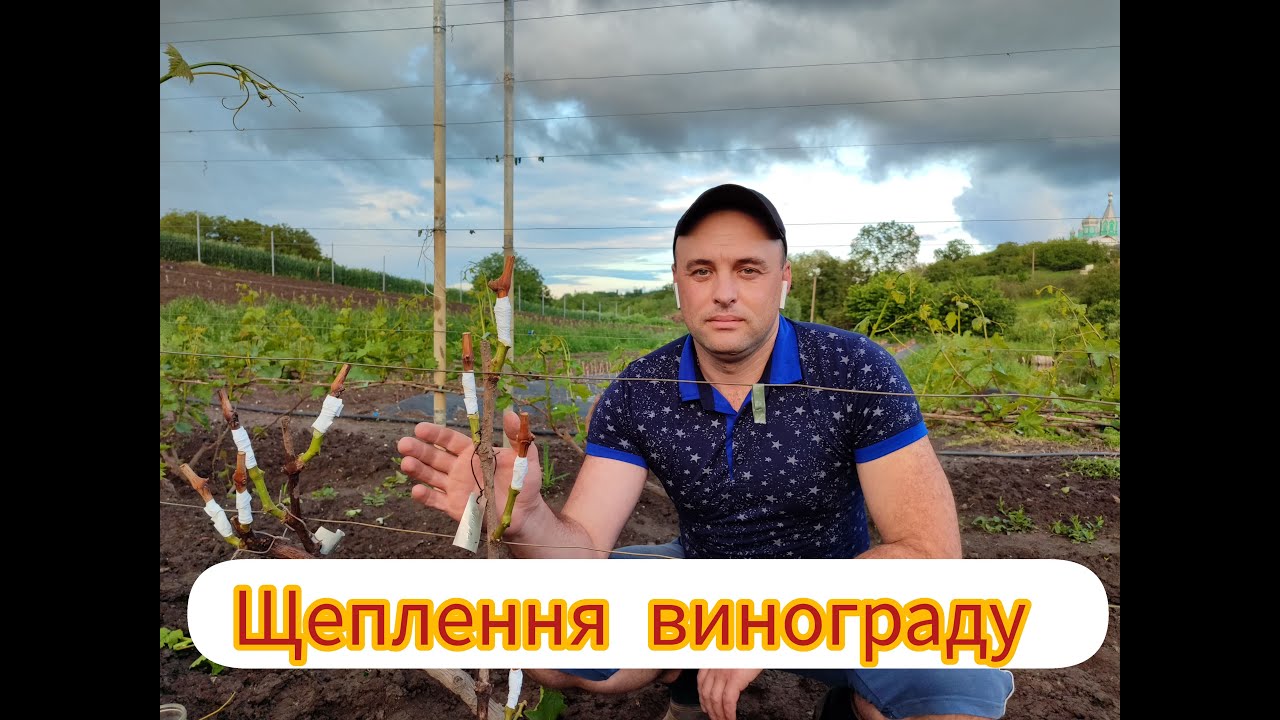 Щеплення винограду