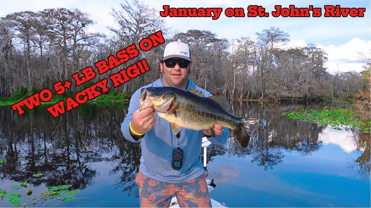 5+ Pounders on Wacky Rig! St. John's River in January. #yumdinger #bassfishing #stjohnsriver