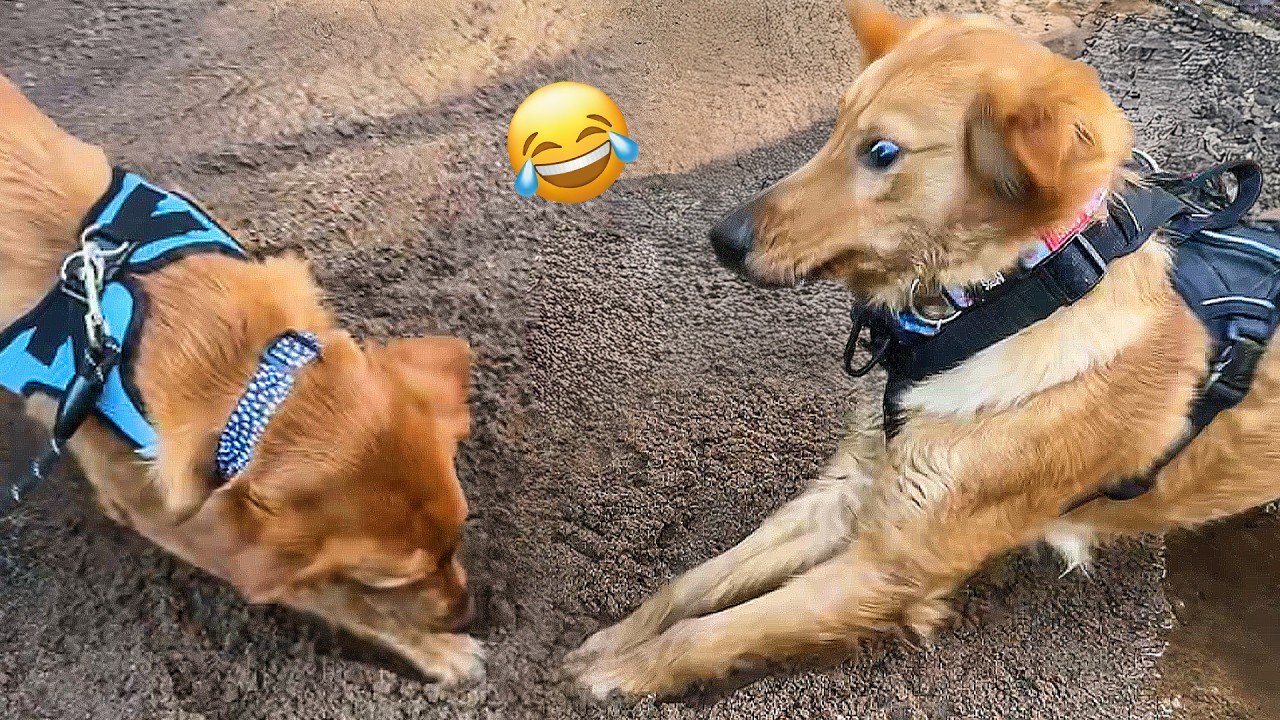 Pure Chaos: Best Animal Compilation 🤣