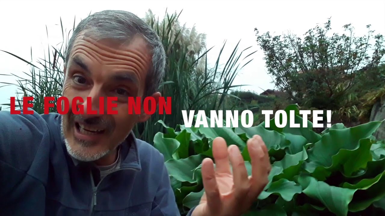 Cosa fare con le calle quando arriva il freddo?