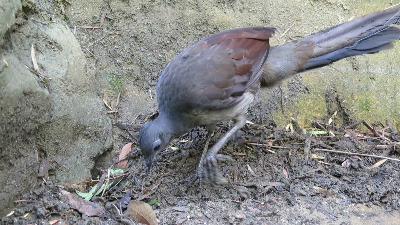 Lyre bird singing at Taronga Zoo