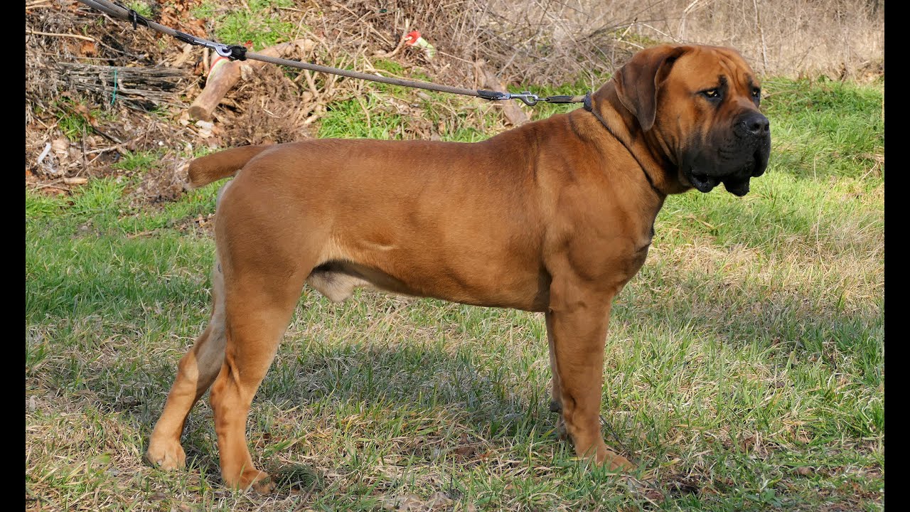 RAMOS - 1 year old boerboel male from Elite Boerboels Kennel (Portugal)