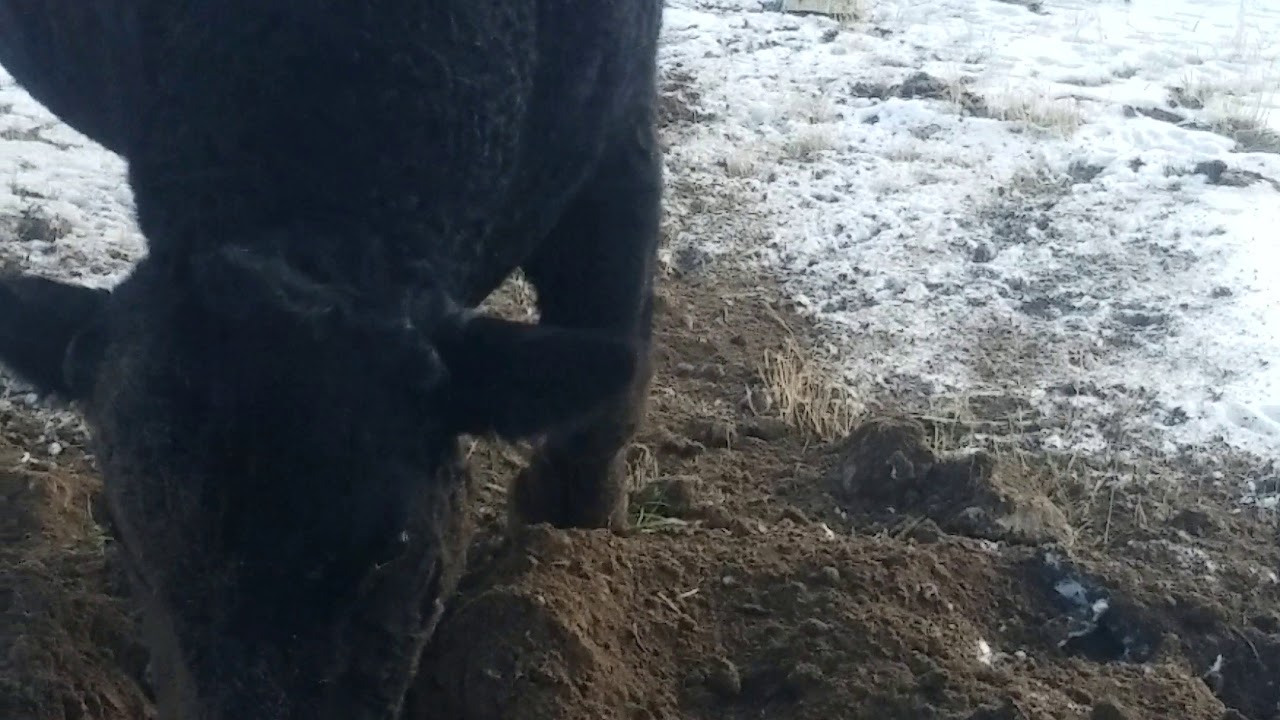 Up close and personal angus bull feeling feisty