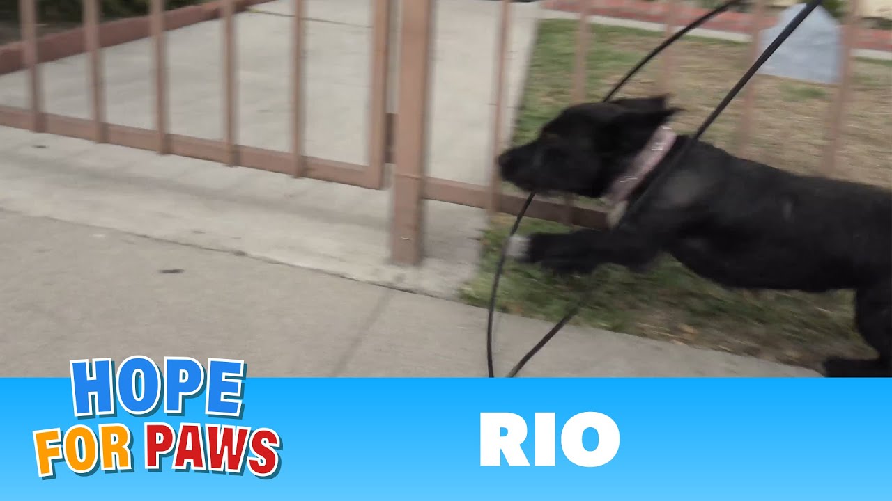 Abandoned dog gets hit by a car and then tries to escape from rescuers! #hope