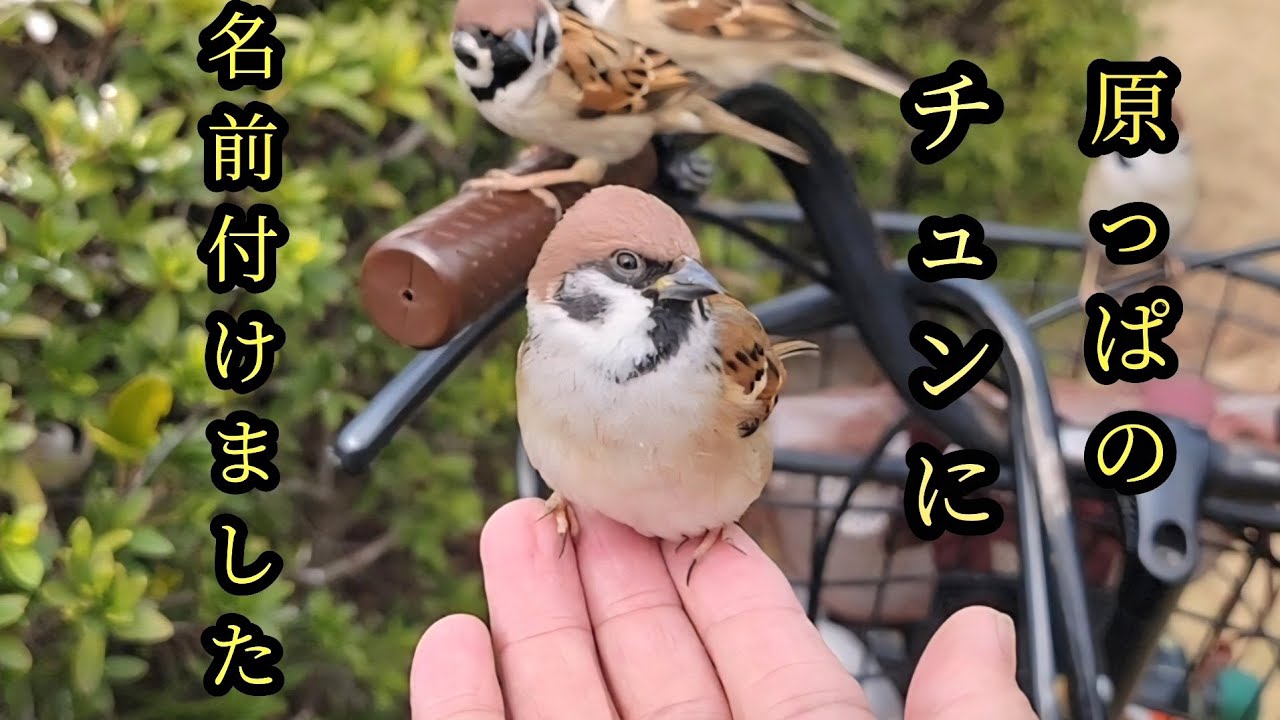 茂みから飛んで来るので名前は…　【すずめ日記】
