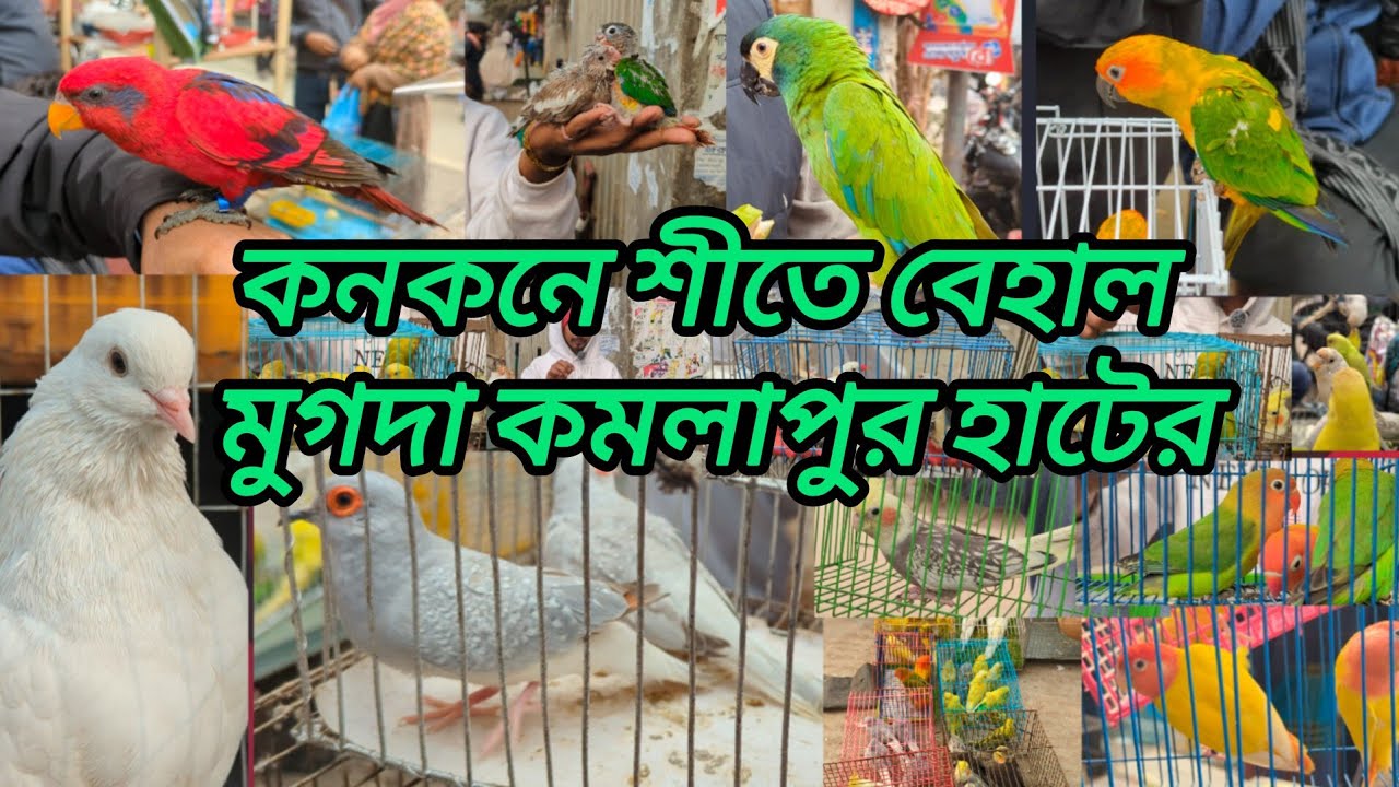 কনকনে শীতে মুগদা কমলাপুর পাখির হাটে বেহাল অবস্থা ||Mugda pakhir hat|Bird Market#viral#mugdha#pets#4k