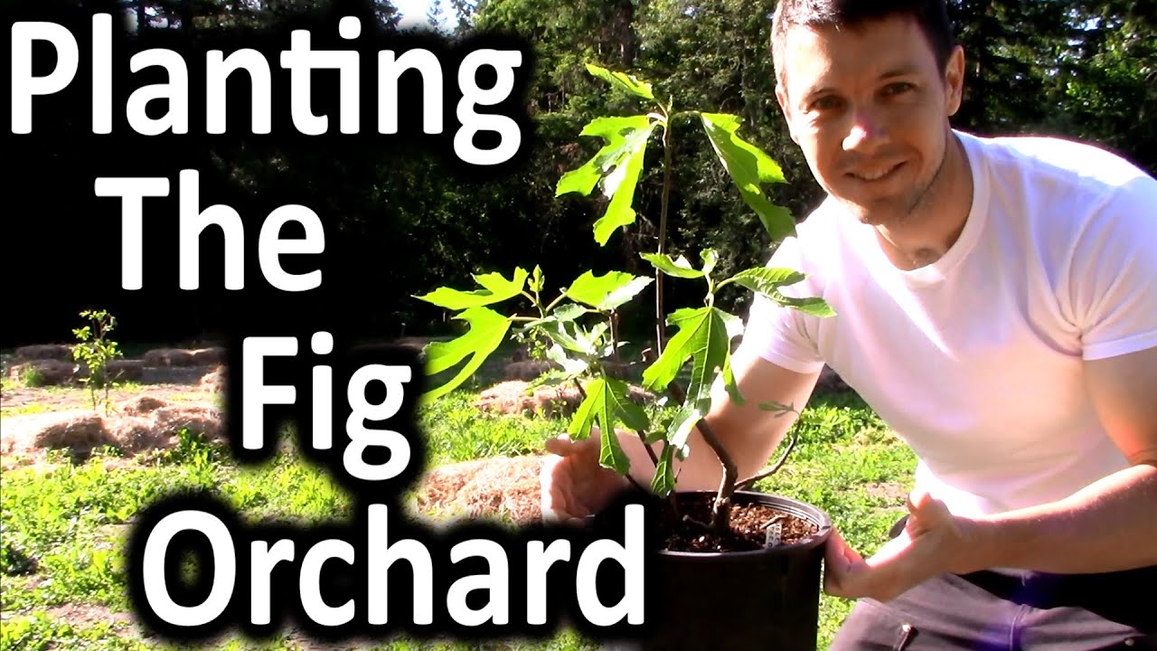 Planting a Fig Orchard in the Pacific Northwest Ep. 2 | Plant, Mulch, and Fertilize the Fig Trees