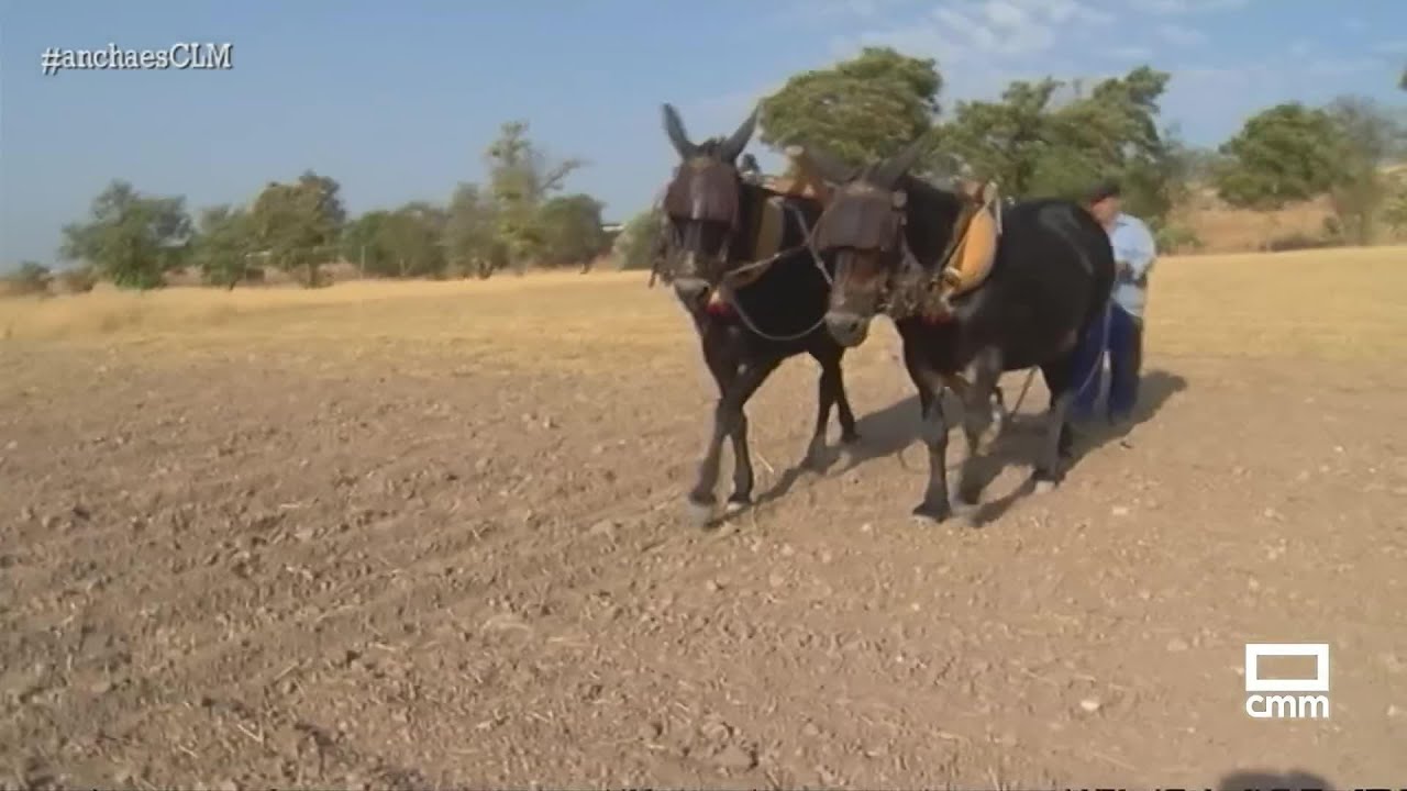 Día del agricultor en Campo de Criptana | Ancha es Castilla-La Mancha