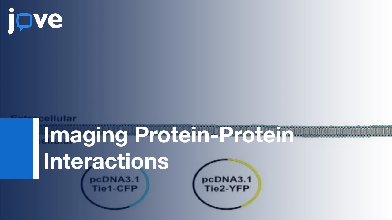 Imaging Protein-Protein Interactions l Protocol Preview